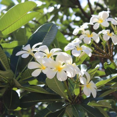 愛知県名古屋市熱田区瑞穂区昭和区中川区のフラスクール岡崎市常滑市西尾市蒲郡市幸田豊明