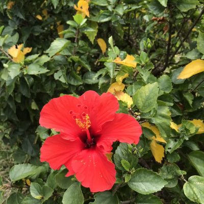 愛知県名古屋市熱田区瑞穂区昭和区中川区のフラスクール岡崎市常滑市西尾市蒲郡市幸田豊明