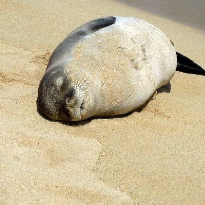 愛知県名古屋市熱田区瑞穂区昭和区中川区のフラスクール岡崎市常滑市西尾市蒲郡市幸田豊明