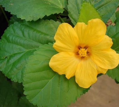 愛知県名古屋市熱田区瑞穂区昭和区中川区のフラスクール岡崎市常滑市西尾市蒲郡市幸田豊明