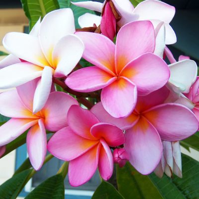 愛知県名古屋市熱田区瑞穂区昭和区中川区のフラスクール岡崎市常滑市西尾市蒲郡市幸田豊明