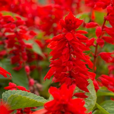 愛知県名古屋市熱田区瑞穂区昭和区中川区のフラスクール