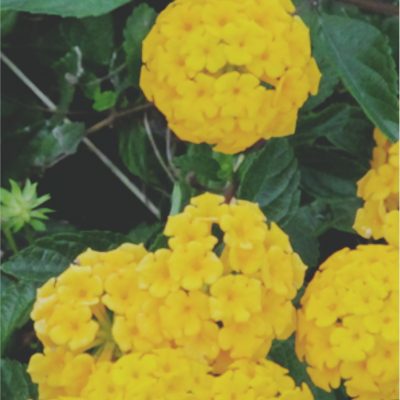 愛知県名古屋市熱田区瑞穂区昭和区中川区のフラスクール岡崎市常滑市西尾市蒲郡市幸田豊明