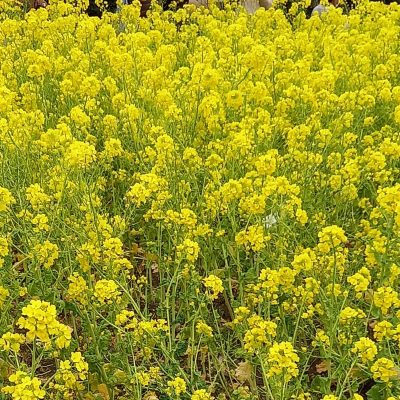 愛知県名古屋市熱田区瑞穂区昭和区中川区のフラスクール岡崎市常滑市西尾市蒲郡市幸田豊明