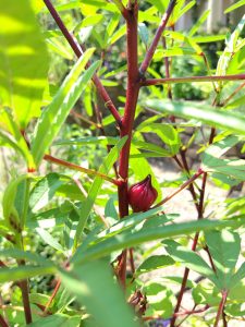 愛知県名古屋市熱田区瑞穂区昭和区中川区のフラスクール岡崎市常滑市