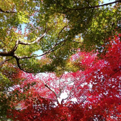 愛知県名古屋市熱田区瑞穂区昭和区中川区のフラスクール岡崎市常滑市