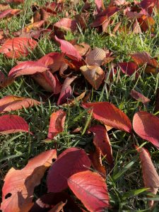 愛知県名古屋市熱田区瑞穂区昭和区中川区のフラスクール岡崎市常滑市