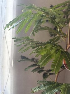 愛知県名古屋市熱田区瑞穂区昭和区中川区のフラスクール岡崎市常滑市