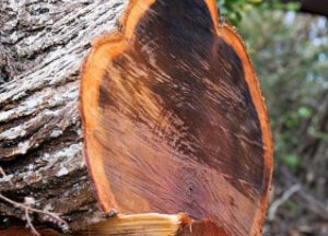 愛知県名古屋市熱田区瑞穂区昭和区中川区のフラスクール岡崎市常滑市