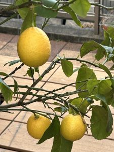 愛知県名古屋市熱田区瑞穂区昭和区中川区のフラスクール岡崎市常滑市