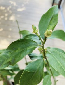 愛知県名古屋市熱田区瑞穂区昭和区中川区のフラスクール岡崎市常滑市