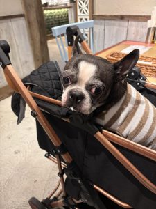 愛知県名古屋市熱田区瑞穂区昭和区中川区のフラスクール岡崎市常滑市西尾市蒲郡市幸田豊明