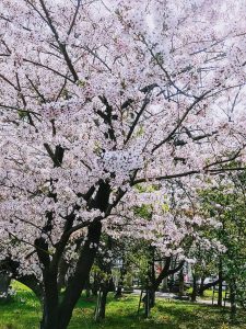 愛知県名古屋市熱田区瑞穂区昭和区中川区のフラスクール岡崎市常滑市西尾市蒲郡市幸田豊明