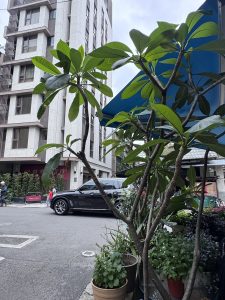 愛知県名古屋市熱田区瑞穂区昭和区中川区のフラスクール岡崎市常滑市西尾市蒲郡市幸田豊明